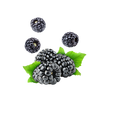 Blackberry / 65ml