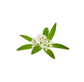 Waldmeister / 65ml