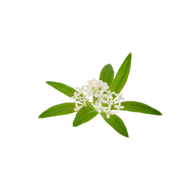 Waldmeister / 65ml